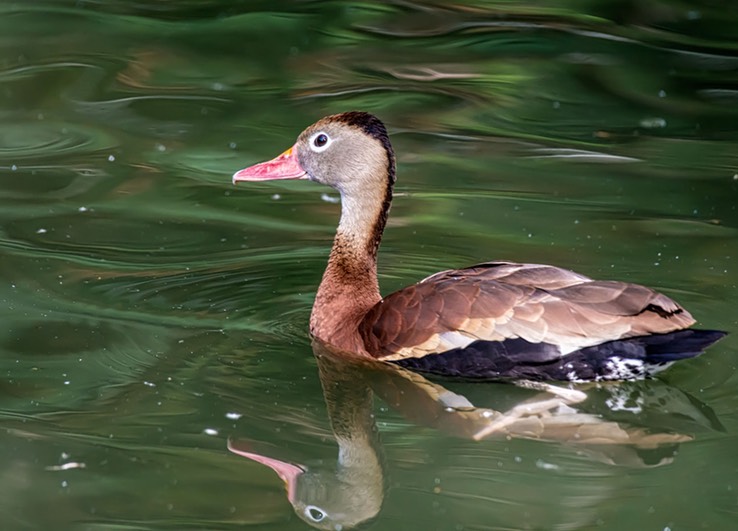 BLACK_BELLIED_WHISTLING-DUCK_9817 copy