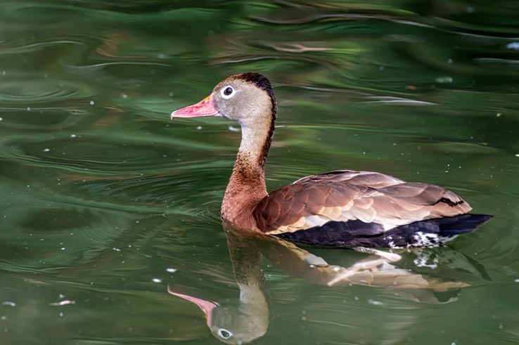 BLACK_BELLIED_WHISTLING-DUCK_9817 copy