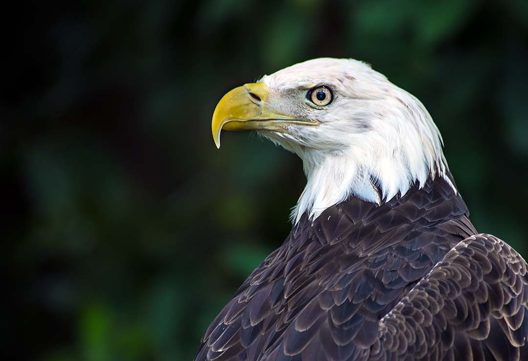 BALD_EAGLE_2904