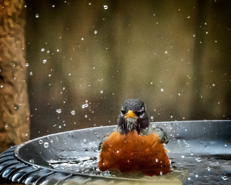 BATHING_IN_RAIN_2362 copy