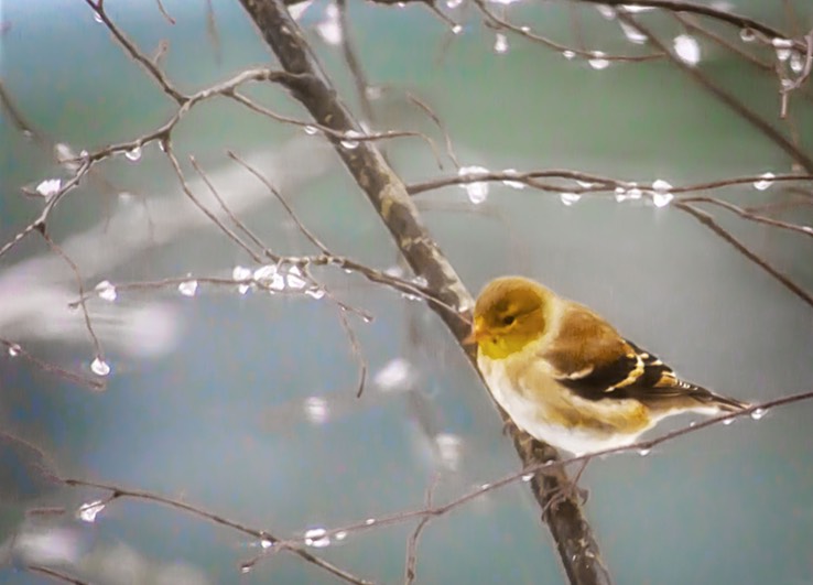 BIRD_IN_SNOW_3018 copy