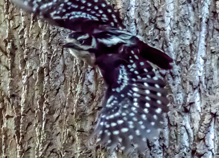 BIRDS_WOODPECKER_4860-gigapixel-standard-width-7000px