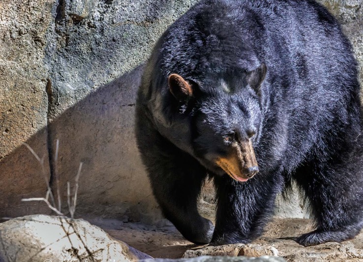 NORTH CAROLINA ZOO