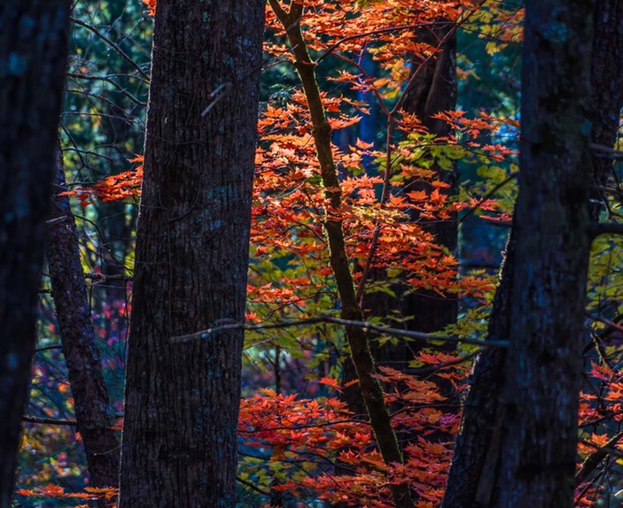 CADES_COVE_9733