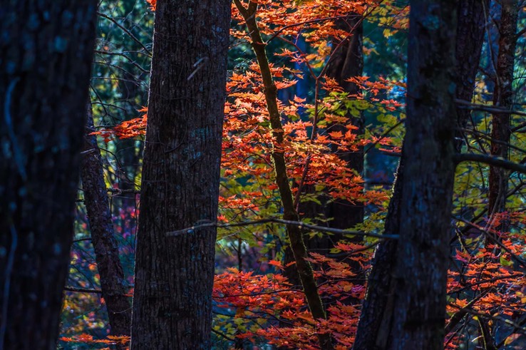 CADES_COVE_9733