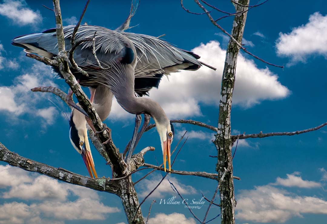 CLOUDS__HERON_0538v