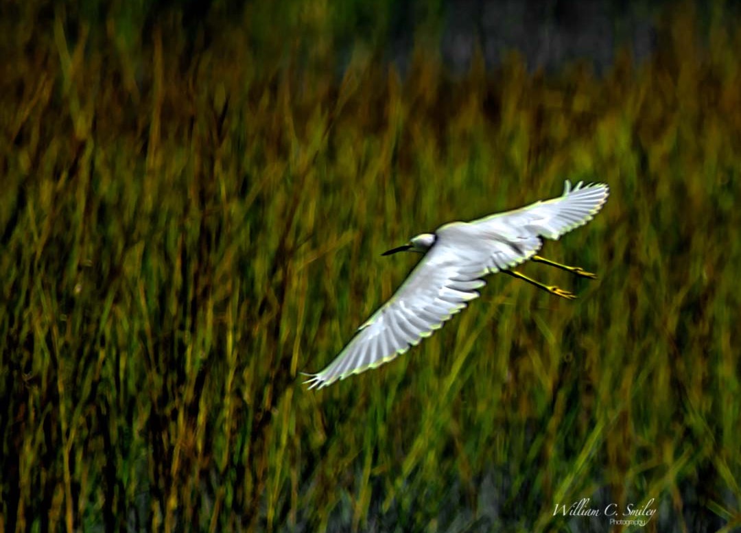 EGRET_16X20_9947