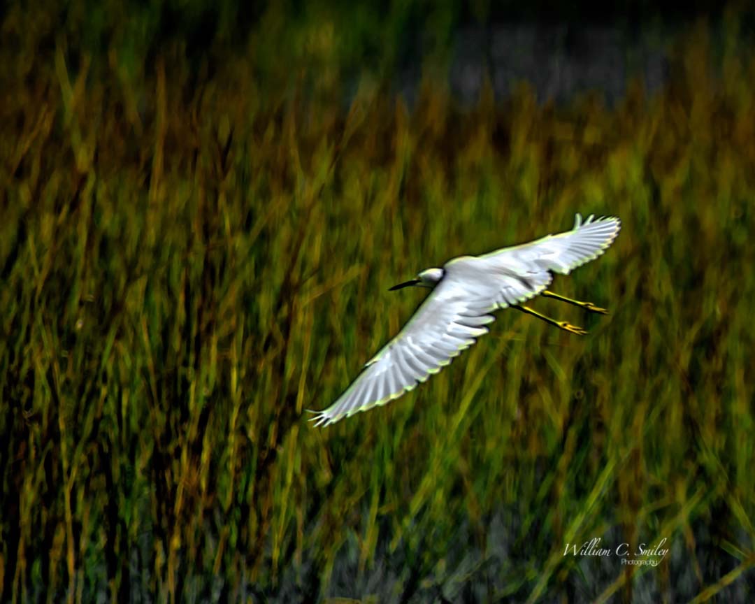 EGRET_16X20_9947