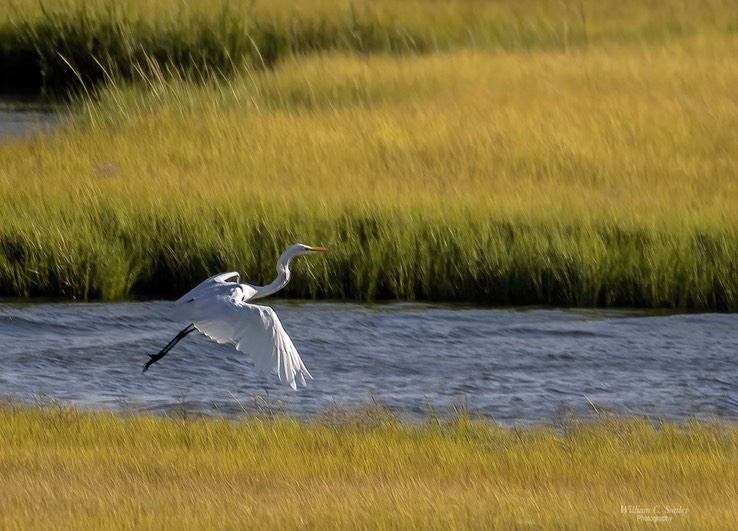 EGRET_265