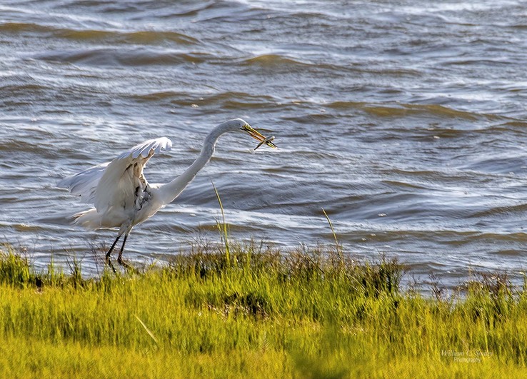 EGRET_7449-2