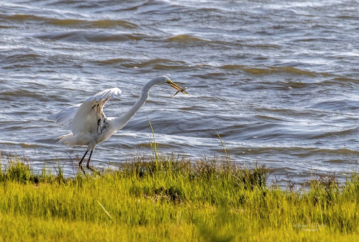 EGRET_7449-2