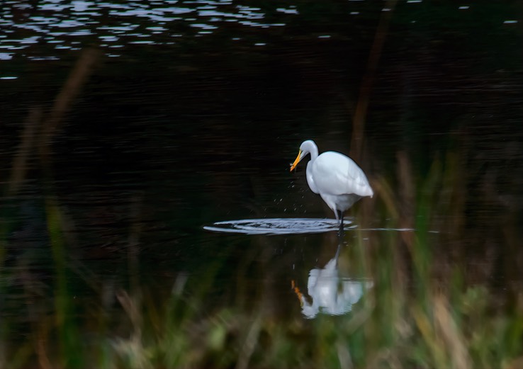 EGRET_8425