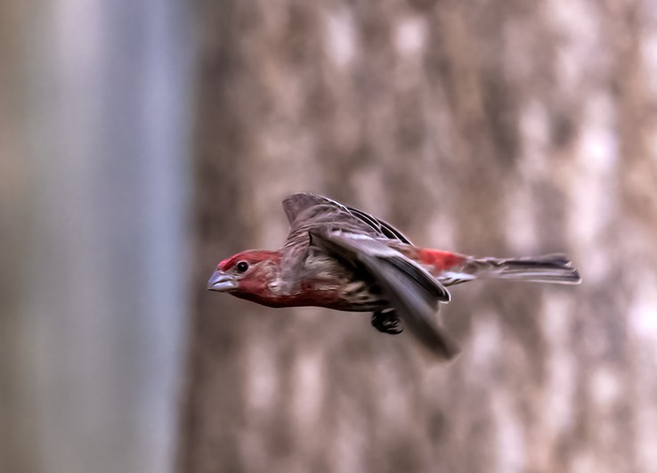 FINCH__3971-gigapixel-standard-width-7000px