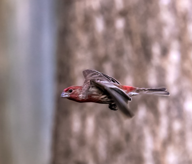 FINCH__3971-gigapixel-standard-width-7000px