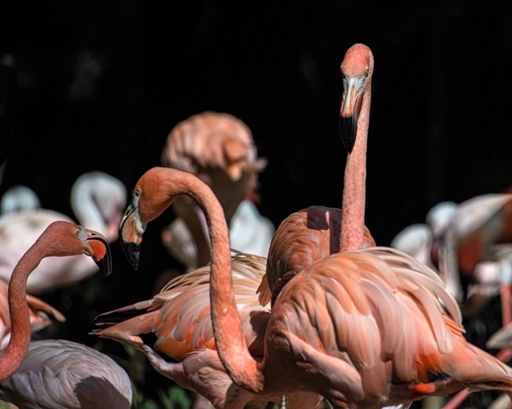 FLAMINGO_9934