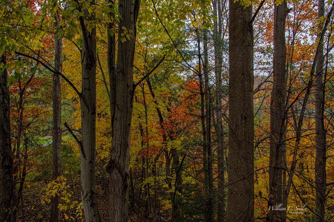 GREAT_SMOKEY_MOUNTAINS_9918