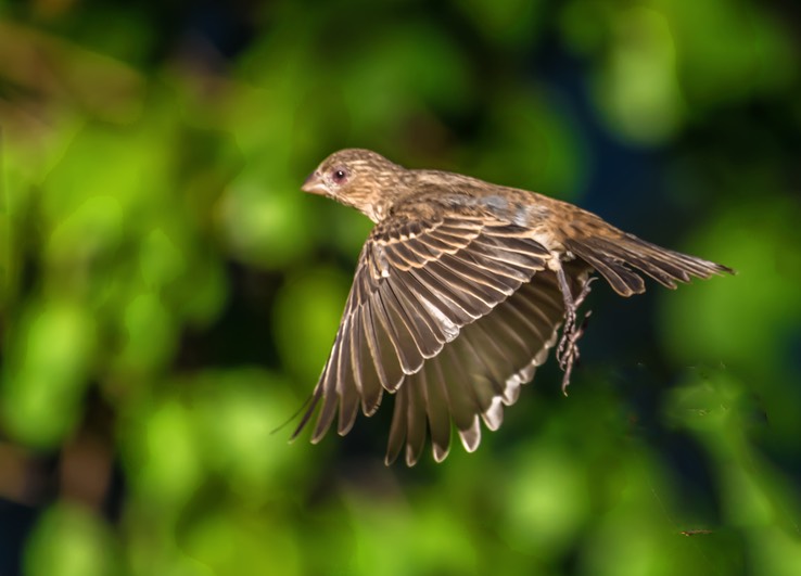 HOUSE_FINCH_2970