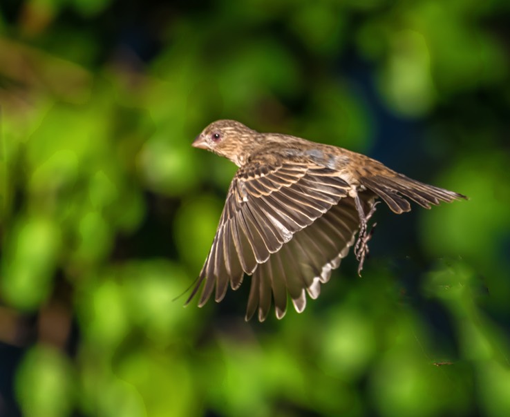 HOUSE_FINCH_2970