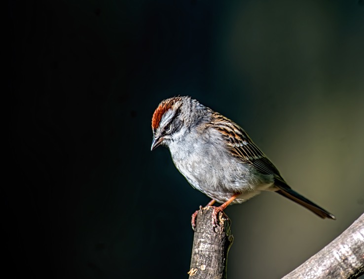 HOUSE_FINCH_3534