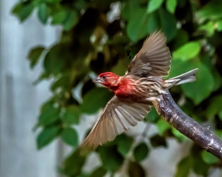 HOUSE_FINCH_9572-denoise