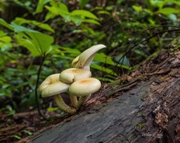 MUSHROOM_8175