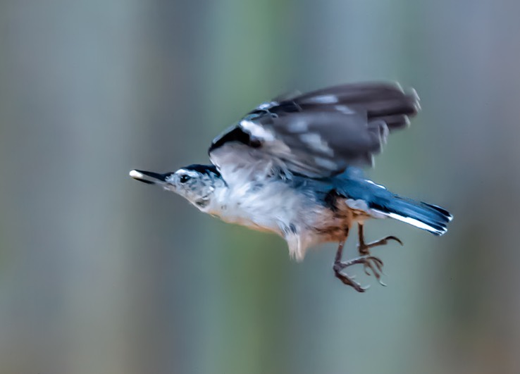 NUTHATCH_3256TPZ