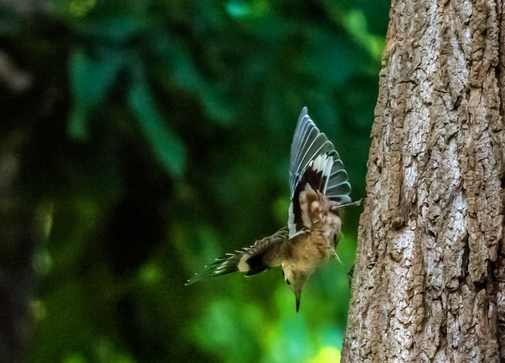 NUTHATCH_9864