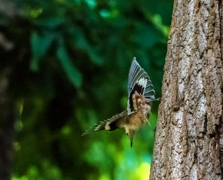 NUTHATCH_9864