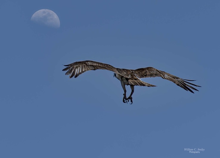 OSPREY_HALF_MOON_7525s