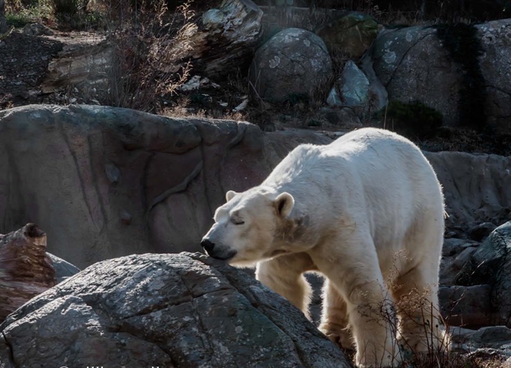 NORTH CAROLINA ZOO