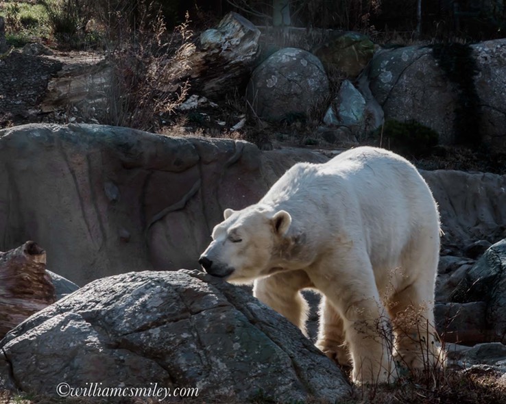 NORTH CAROLINA ZOO