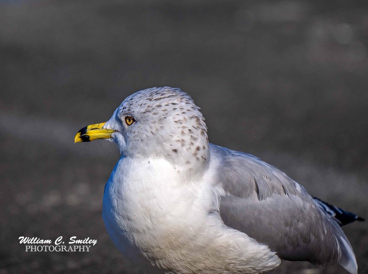 SEA_GULL_7552