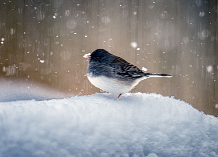 SNOW_BIRD_0904 copy