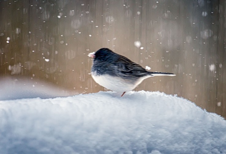 SNOW_BIRD_0904 copy