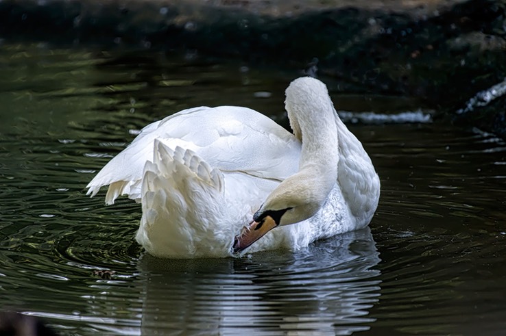 SWAN_9891