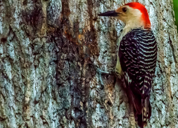 WOODPECKER_9633-denoise